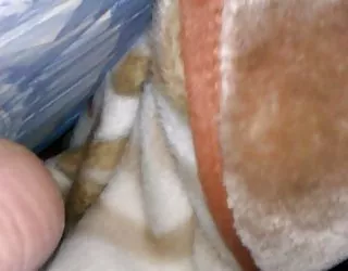 Sœur rapport sexuel anal